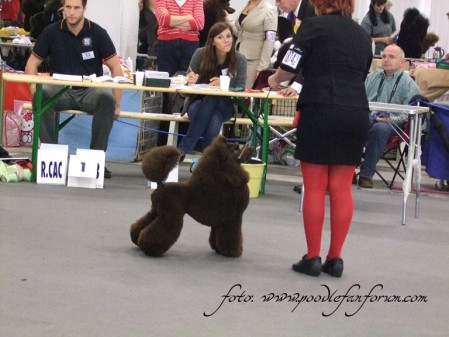 Coffee in the world dog show ring