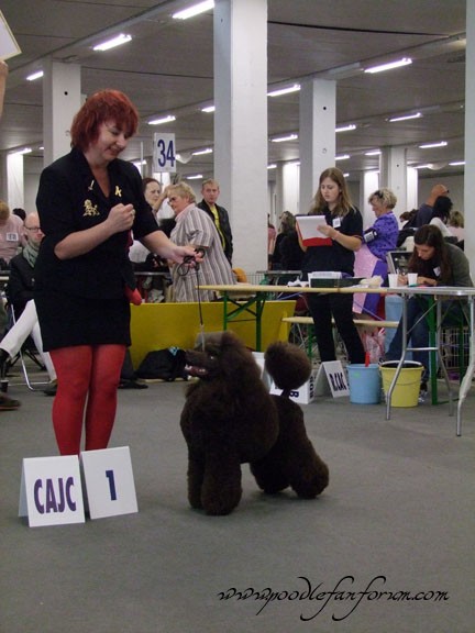 Nataly with Coffee 1st place brown miniature poodle world dog show